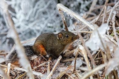 《艾尔登法环》公布大量新情报 网易UU加速器专线互联助你挑战难关